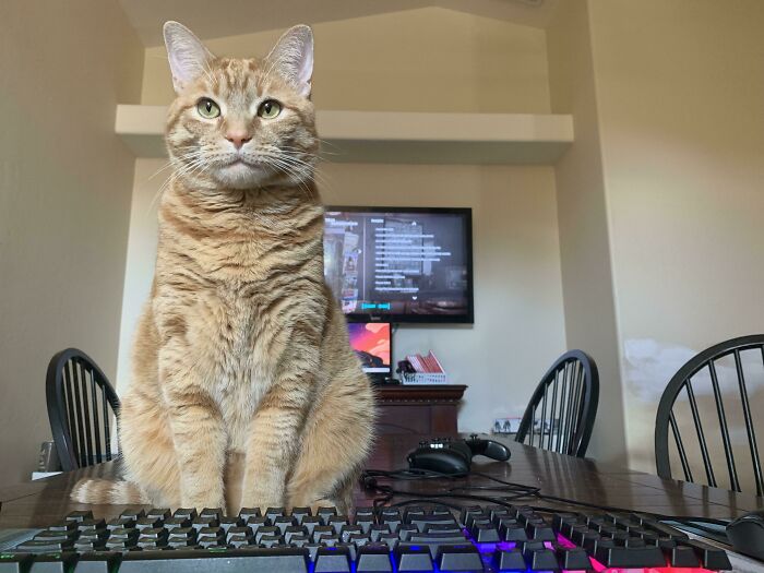 Loki Is Very Persistent When He Wants Pets. He Is A Thick Boy