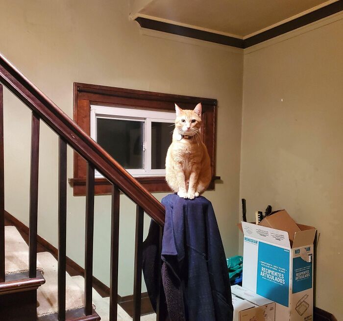 My Peaches And Cream Supervisor. He's Making Sure The Moving Process Goes Smoothly