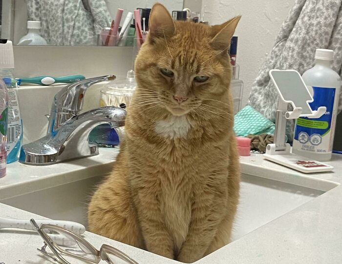 I Got Up In The Middle Of The Night To Use The Bathroom. Watchdog Henry Was Not Pleased