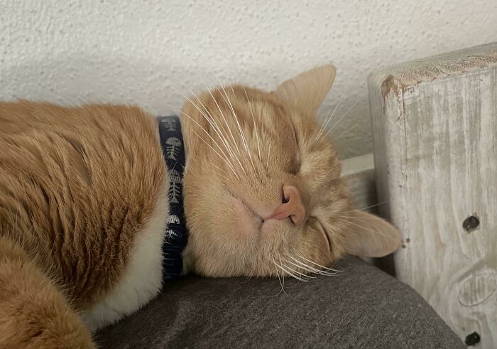 Every Morning He Wakes Me Up By Stealing My Pillow