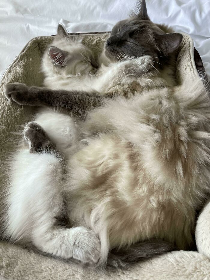 Otis (3 Months) And Alfie (3.5 Years)