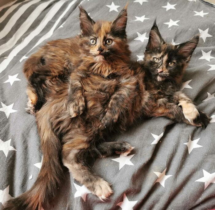 Maine Coons Sunshine & Sundance