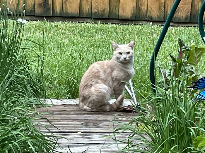 An Orange Feral Cat (Truly Feral, Not Just Stray) Has Chosen To Move Into My Garden