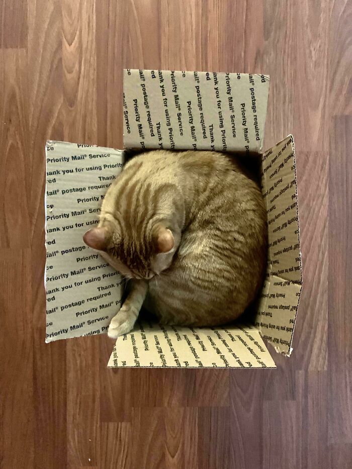 If He Fits, He Ships