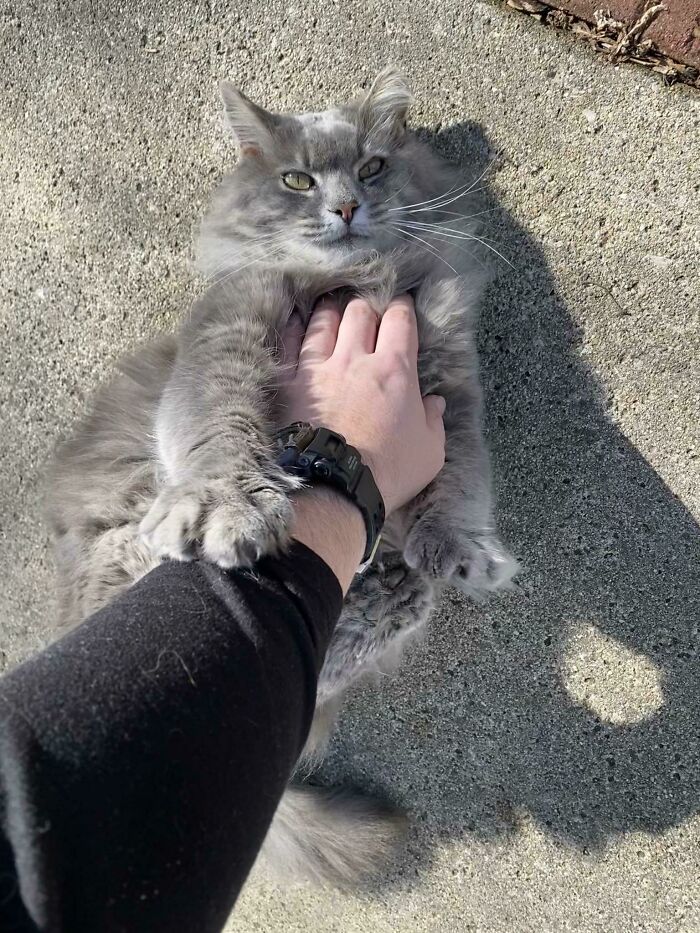 My 26 Pound Maine Coon, Sable