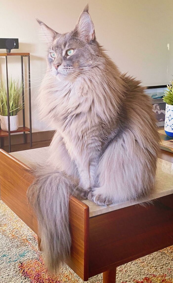 Tillamook 1 Year Old Maine Coon, 20lbs