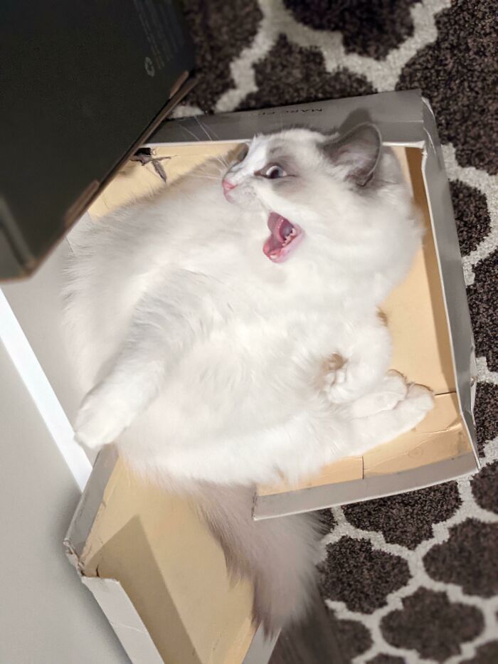 She Broke Her Favorite Box