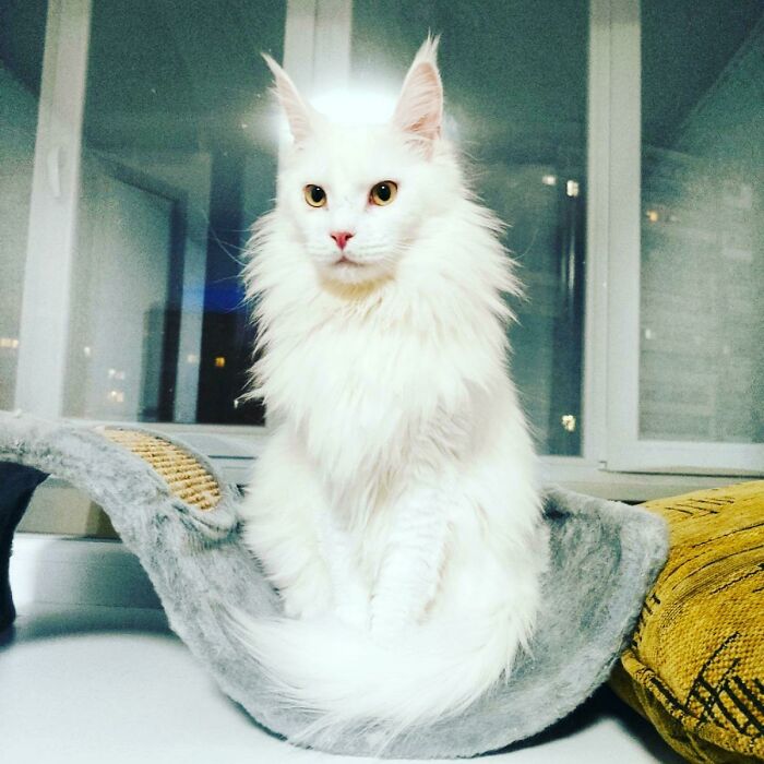 Saint Kira. My Beautiful Main Coon