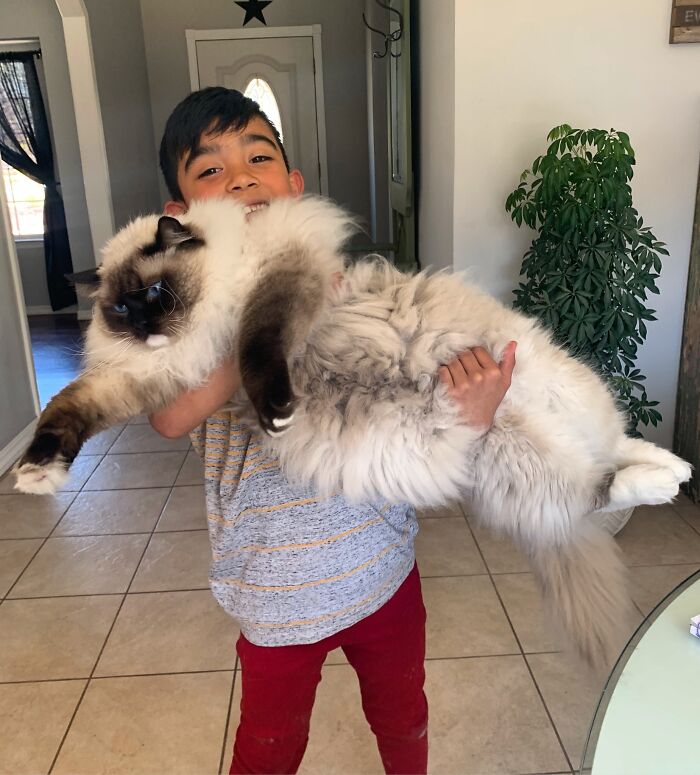 My Nephew And His Ragdoll