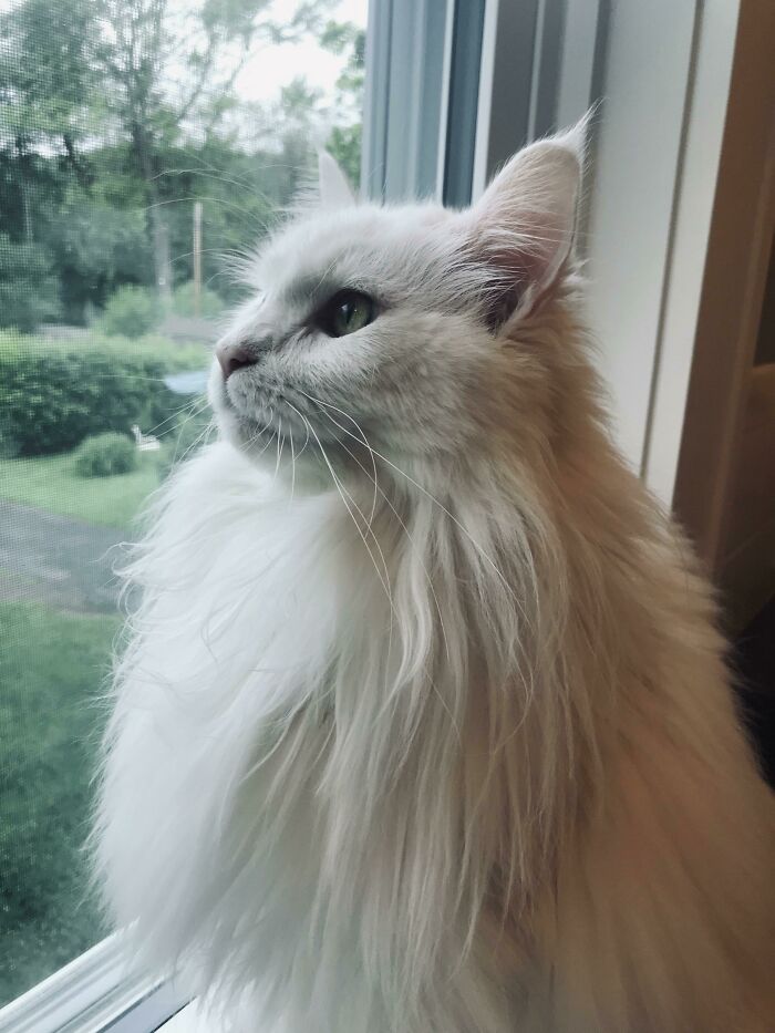 Cassidy, ella es una Maine Coon