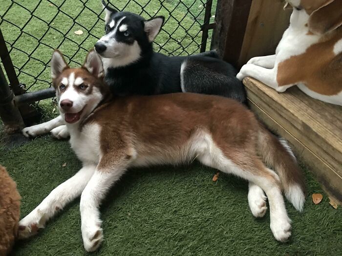 My Silly Boy Got Himself A GF At Daycare. Puppy Love
