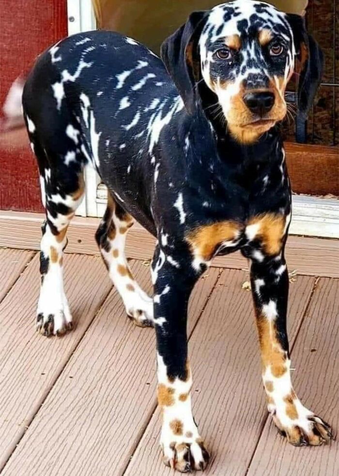 Beautiful Tri-Colored Dalmatian