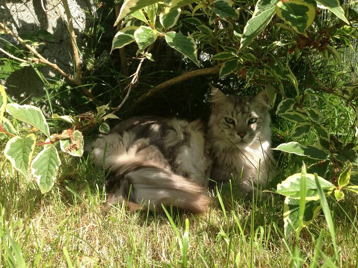 Coco, My Maine Coon Kitty