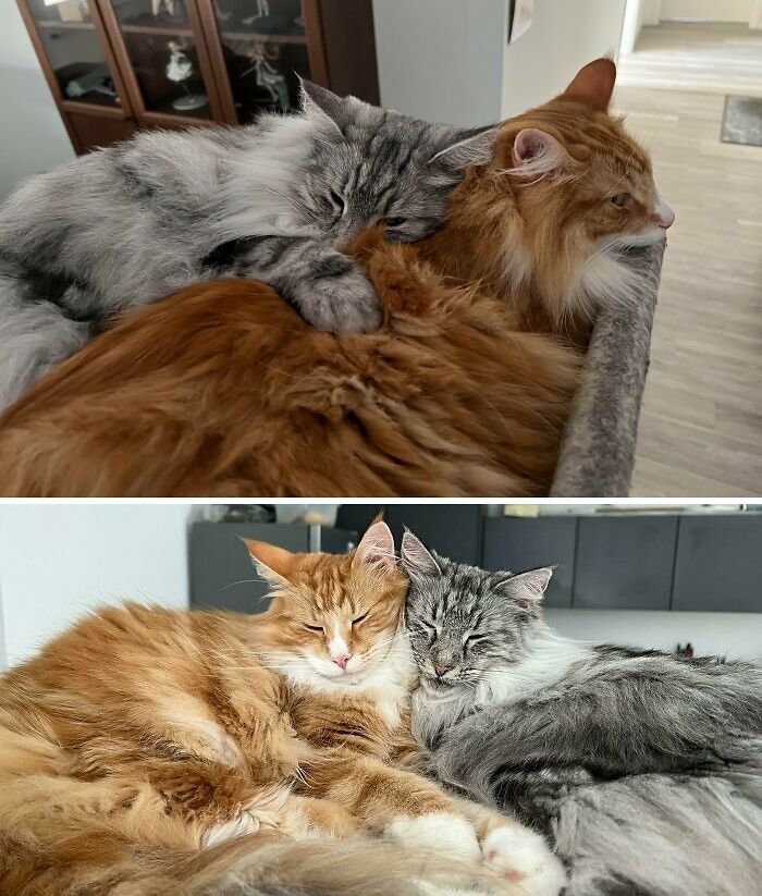  A Loki y Freya les encanta acurrucarse juntos