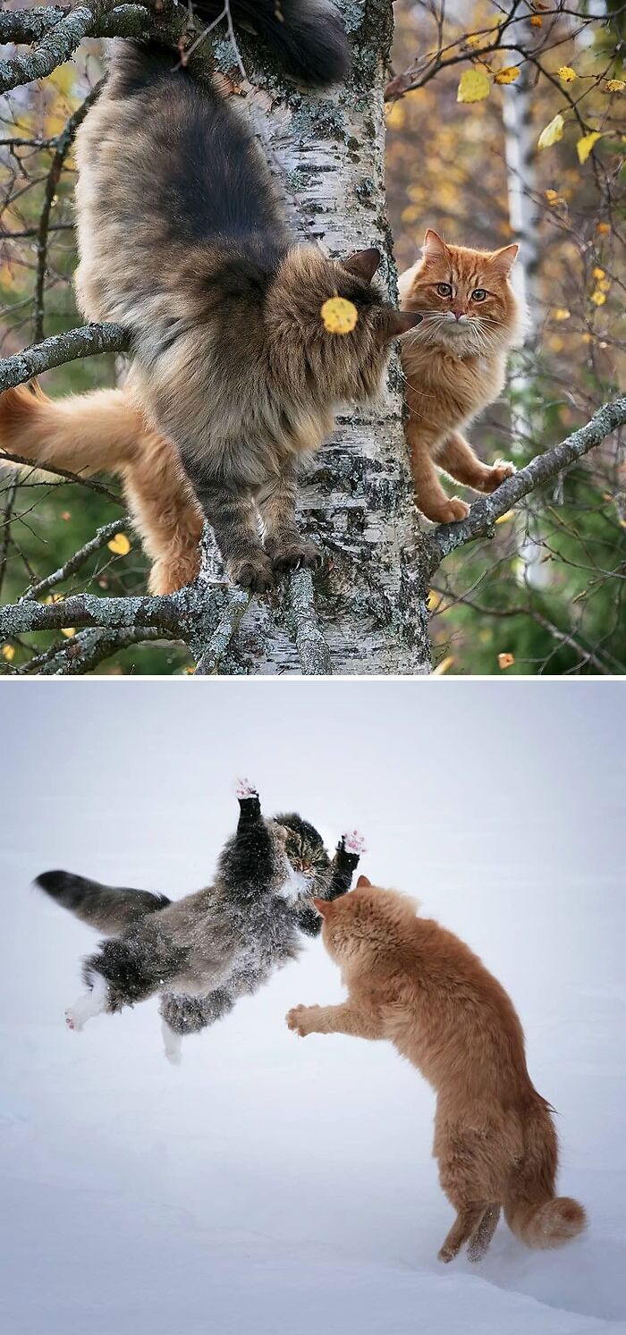 Gatos bosque de Noruega