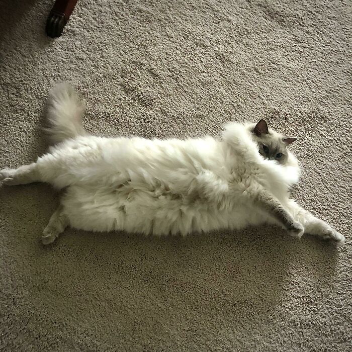 Sometimes Blue Gets Lost In Her Own Floof