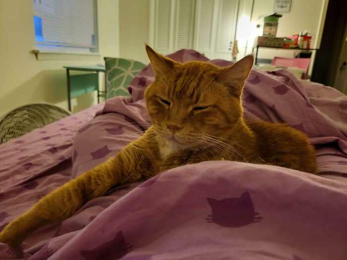 I Broke A Toe. At Least I Have A Buddy To Rest With Me