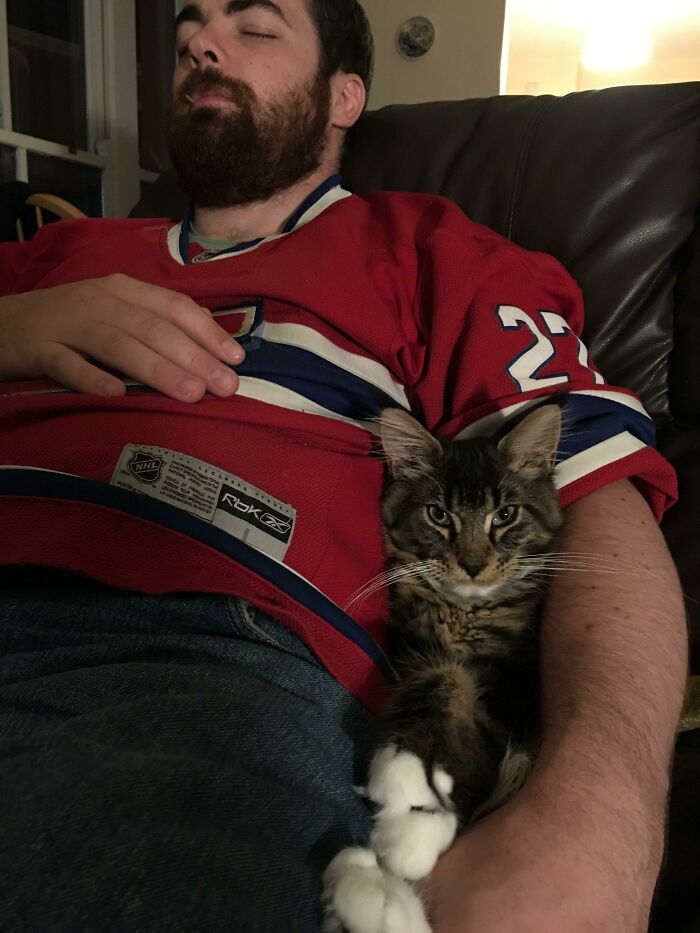 Here Is My 5 Month Old Main Coon Kitten Odin