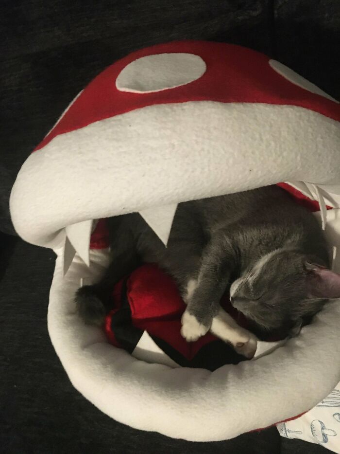 I Made My Cats A Piranha Plant Bed