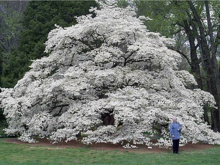 118 Year Old Dogwood