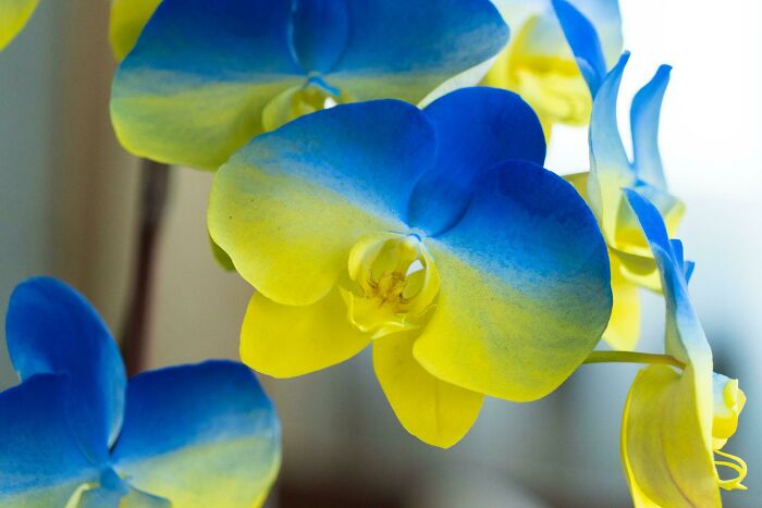 Taiwanese Orchids Are Also Supporting Ukraine💛💙 *not Cg*