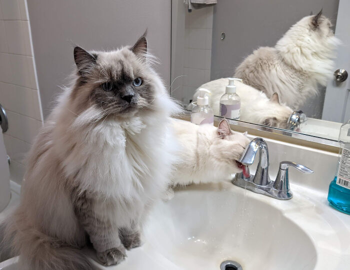 Jasper And Minky Getting Their Morning Drink