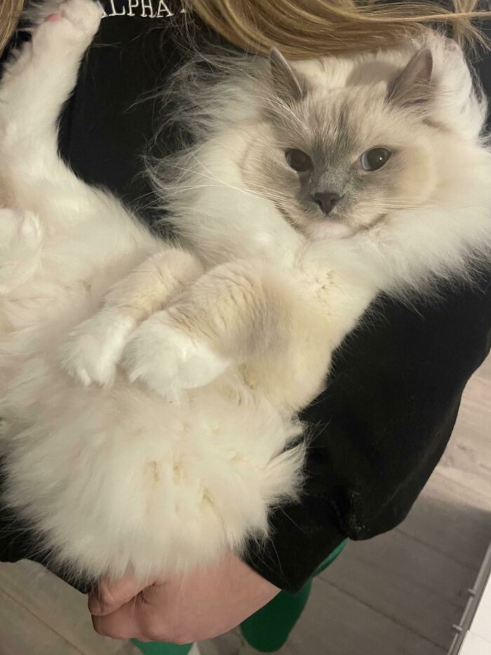 I Need Recommendations For Brushes