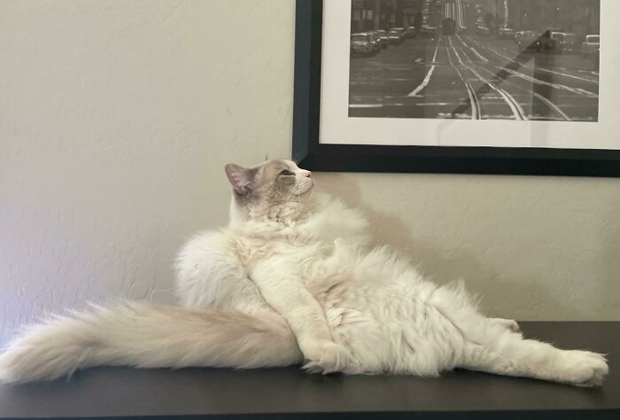 Fluffy ragdoll cat relaxing on a cupboard