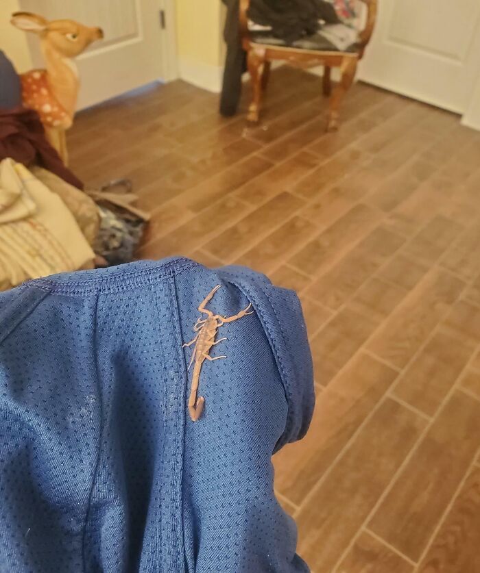 Mi amigo se olvidó de comprobar su ropa interior antes de ponérsela