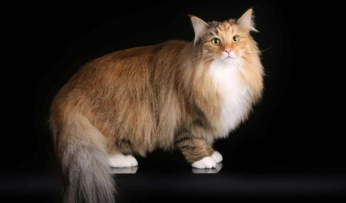 My Norwegian Forest Cat