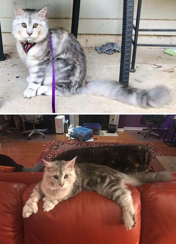 Meet Thor, The Murder Mitten Kitten. Paws The Size Of My Palms. 28 Toes. 6 Mos Old, Maine Coon