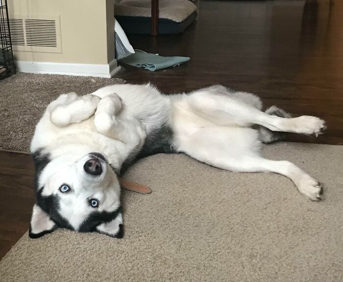 I’m Working From Home Today, Then I Look Over And See This