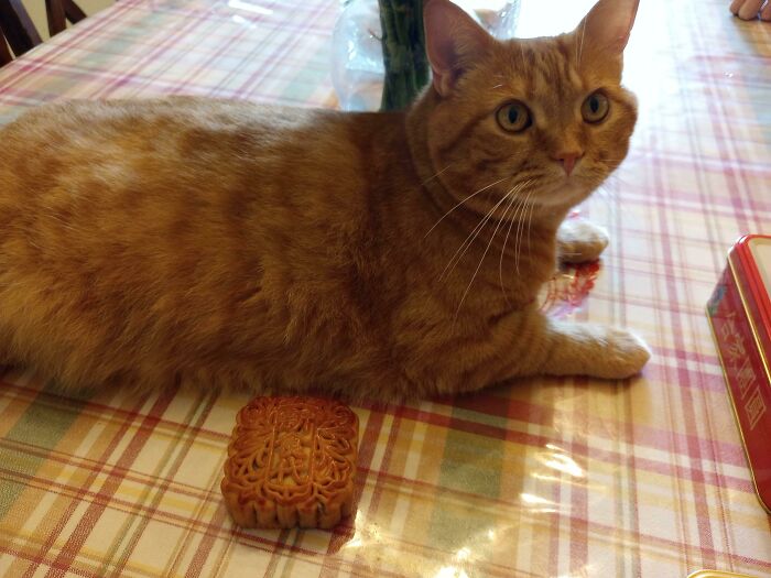 Pangpang Resembles A Moon Cake