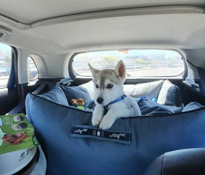 Loki's Taking Home His New Bed