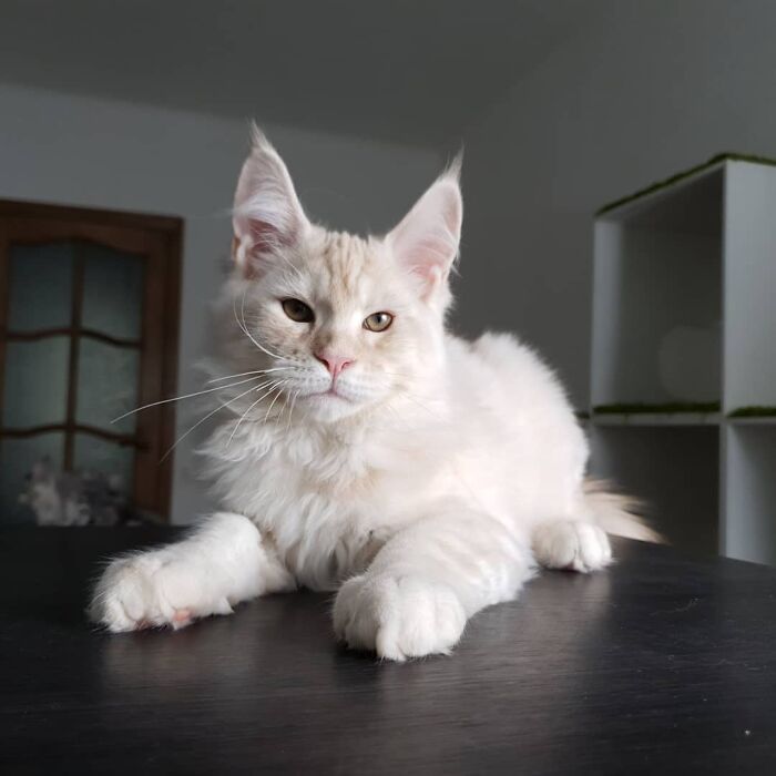 Maine Coon Kitten, 10 Weeks Old