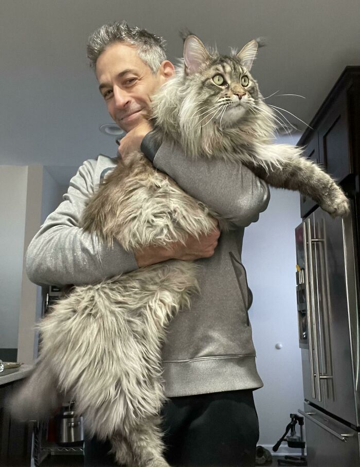 ¡Todos digan hola a mi chico grande, LJ! Es un Maine Coon, va a cumplir 3 años este mes de mayo y pesa 9,5 kilos, ¡todavía está creciendo!