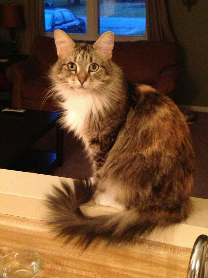 My Maine Coon Girl. Thought You Guys Might Like Her