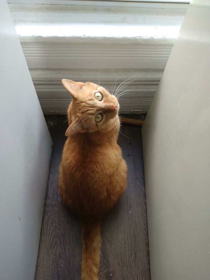 This Is Summer. She Likes To Alert Me To The Ghost That Lives In This Corner By Staring At The Wall, Looking Back At Me, And Meowing Dramatically