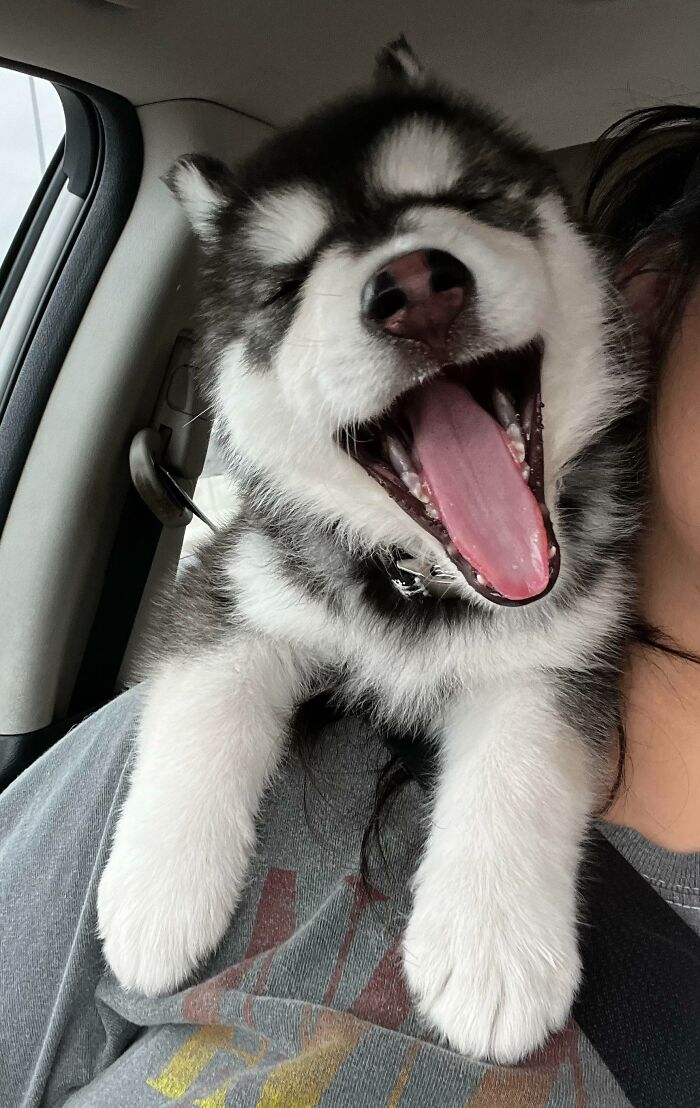 She’s Fluent In Sass