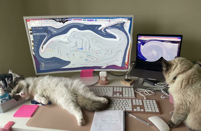 Two ragdoll cats on the table with pc