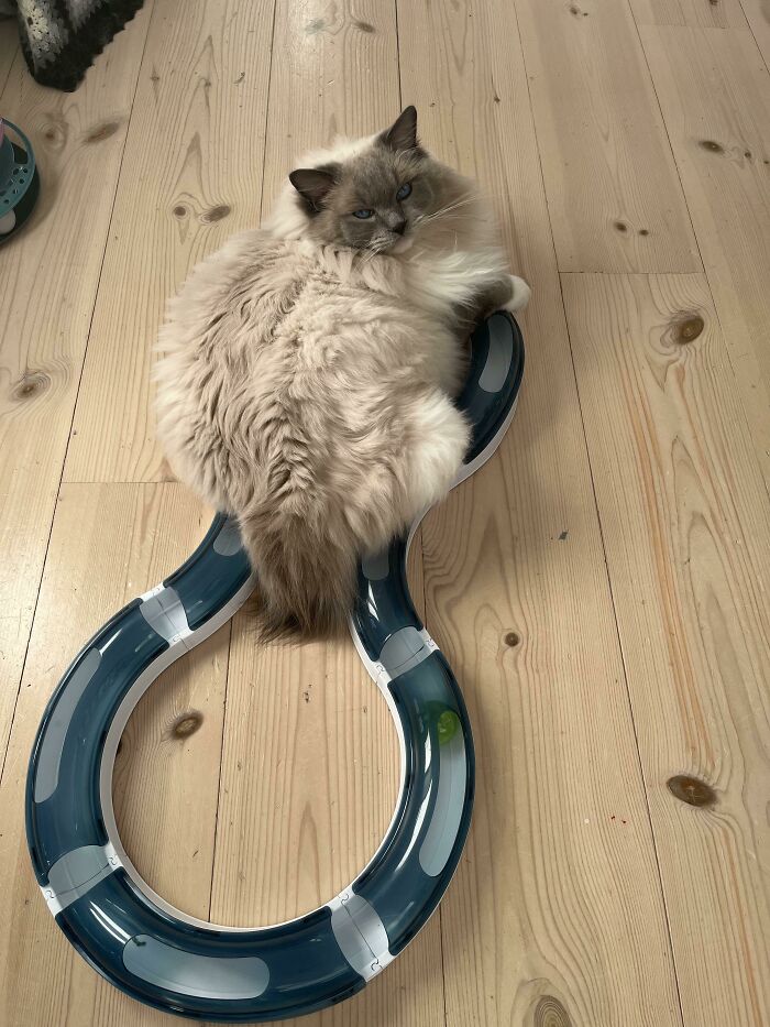 Fluffy ragdoll cat on a toy
