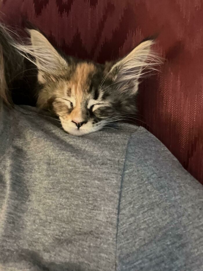 How Am I Supposed To Get Anything Done Like This?