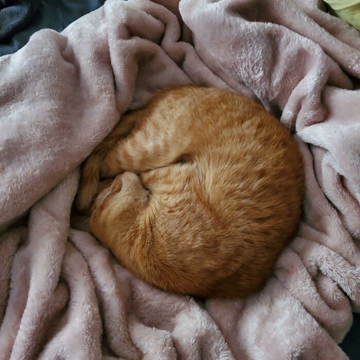 Shrimp Or Orange Cat?
