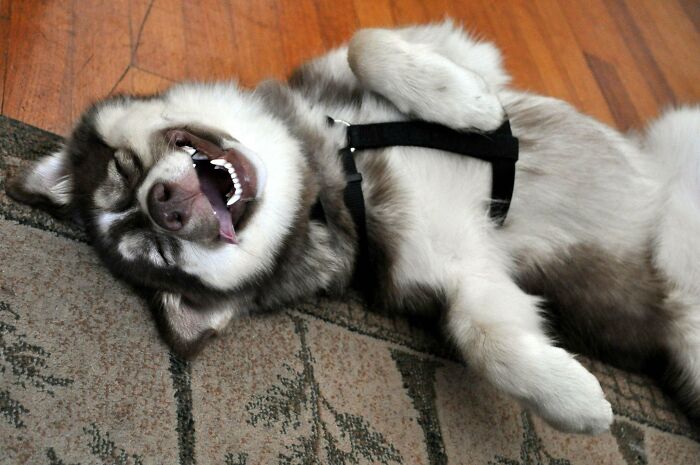 Funny Husky