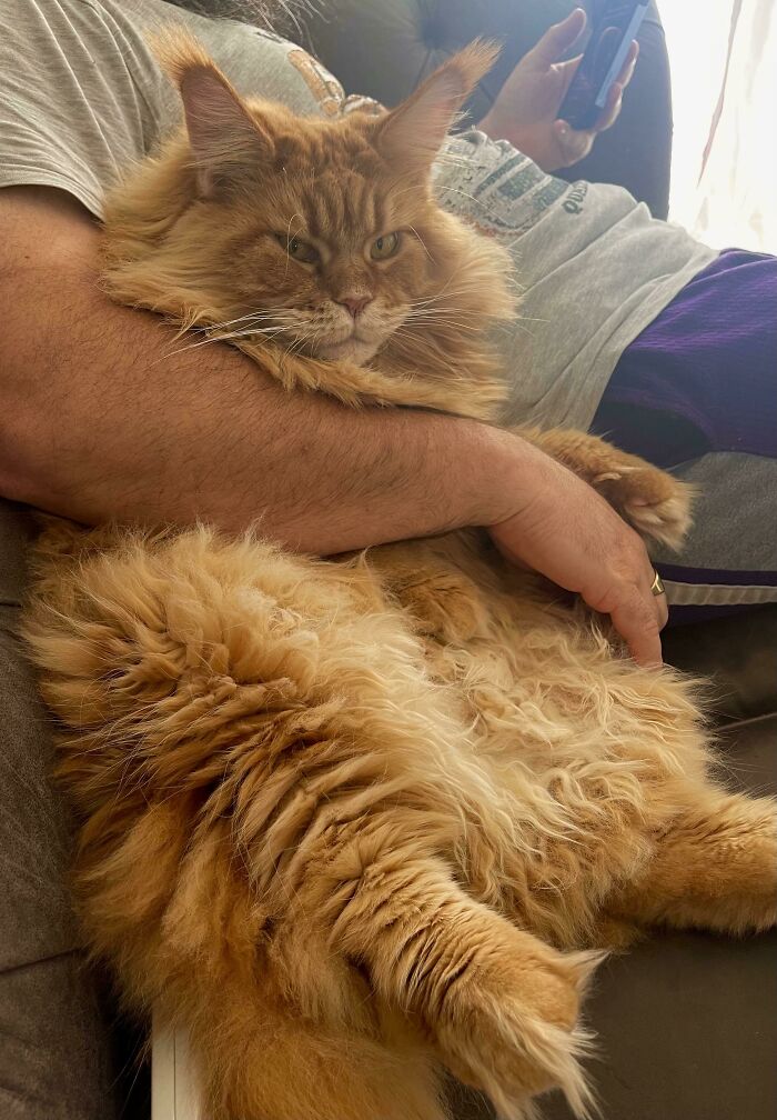 Fluffy Maine C**n cat resting on someone's arm, showcasing its long fur and relaxed demeanor.