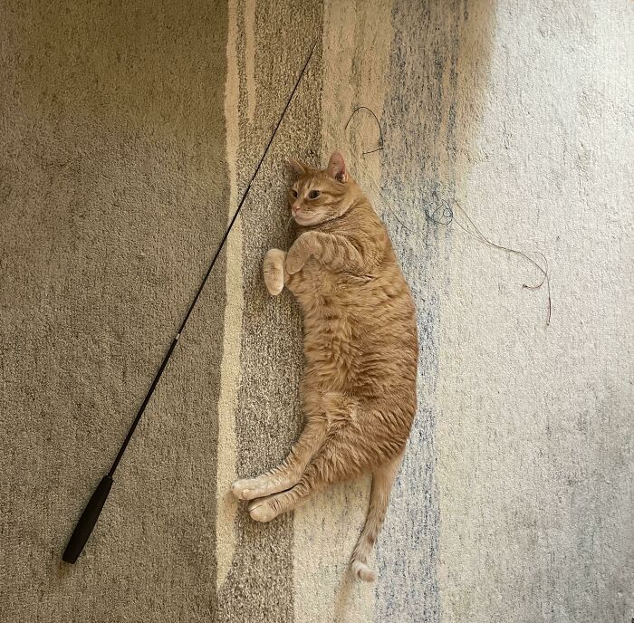 You Know, Just Some Casual Cat Fishing