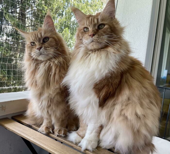 Waiting For Them To Lose This Winter Coat Already So I Can Stop Vacuuming 3 Times A Day