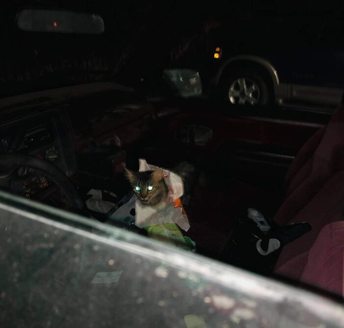 My Dad Left His Window Down In His Truck While He Stepped Away For A Few Minutes And A Feral Cat Got In And Ate All Of His Tacos