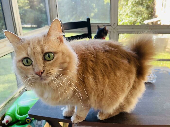 Hazel And Her Bunny Tail