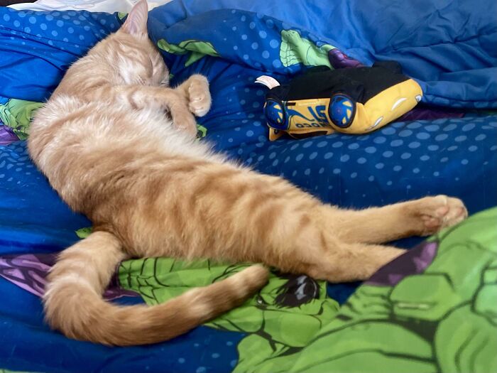 Rocket Snuggles Up With My 4 Yo Every Night